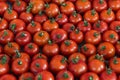A bunch of fresh tomato produce Royalty Free Stock Photo