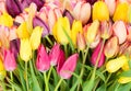 Bunch of fresh tulips flowers close up Royalty Free Stock Photo