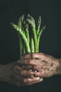 Bunch of fresh uncooked seasonal asparagus in dirty man`s hands Royalty Free Stock Photo