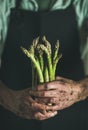 Bunch of fresh uncooked seasonal asparagus in dirty man`s hands Royalty Free Stock Photo