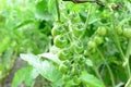 A bunch of fresh unripe tomatoes. Growing cherry tomatoes in a vegetable garden. Agriculture. Green leaves background
