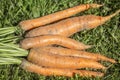 A bunch of fresh unwashed carrots with tops lies on the grass. Top view. Healthy eco products and vitamins. Close-up