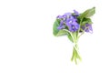Bunch fresh violet, viola odorata flowers