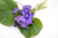 Bunch fresh violet, viola odorata with leaves