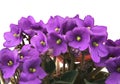 Bunch of fresh violets on white Royalty Free Stock Photo