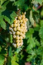 Bunch Of Fresh White Grapes At Vineyard Royalty Free Stock Photo