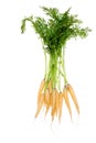 Bunch of fresh yellow carrots with green leaves