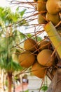 A bunch of fresh yellow coconuts on palm tree Royalty Free Stock Photo