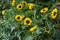 Bunch of fresh yellow sunflowers ready for sale at flower farmer market Royalty Free Stock Photo