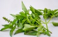 Bunch of fresh and young basil leaves isolated on white background Royalty Free Stock Photo