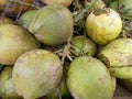 Bunch of Fresh Young Coconuts from Tropical Farm Royalty Free Stock Photo