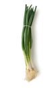 Bunch of fresh young garlic on white background. garlic shoots Royalty Free Stock Photo
