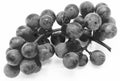 A bunch of freshgrapes Royalty Free Stock Photo