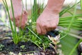 Bunch of freshly cut green onions on the farm Royalty Free Stock Photo