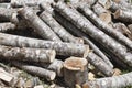 A bunch of freshly cut tree trunks