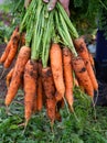A bunch of freshly dug carrots Royalty Free Stock Photo