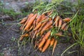 A bunch of freshly harvested organic carrots Royalty Free Stock Photo