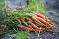 A bunch of freshly harvested organic carrots Royalty Free Stock Photo