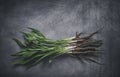 Bunch of Freshly Harvested Salsify on Scratchy Background