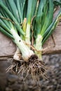 Bunch of freshly harvested spring onions Royalty Free Stock Photo