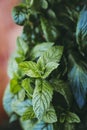 Bunch of freshly picked aromatic mint Royalty Free Stock Photo