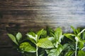 Bunch of freshly picked aromatic mint Royalty Free Stock Photo