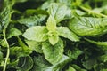 Bunch of freshly picked aromatic mint Royalty Free Stock Photo