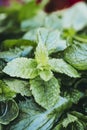 Bunch of freshly picked aromatic mint Royalty Free Stock Photo