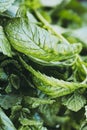 Bunch of freshly picked aromatic mint Royalty Free Stock Photo