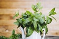 Bunch of freshly picked aromatic mint Royalty Free Stock Photo