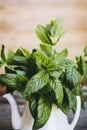 Bunch of freshly picked aromatic mint Royalty Free Stock Photo