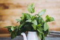 Bunch of freshly picked aromatic mint Royalty Free Stock Photo