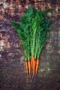 Bunch of freshly picked carrots Royalty Free Stock Photo
