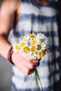 Bunch of Freshly Picked Chamomile Flowers Royalty Free Stock Photo