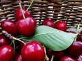 Bunch of freshly picked ripe cherries on wooden table Royalty Free Stock Photo