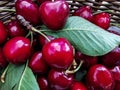 Bunch of freshly picked ripe cherries on wooden table Royalty Free Stock Photo