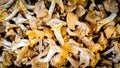 Bunch of freshly picked yellow chanterelles mushrooms Royalty Free Stock Photo
