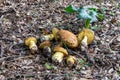 A bunch of freshly picked young edible mushrooms - Leccinellum lepidum - lies on a layer of grass and needles in a coniferous