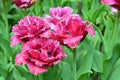 Bunch of fringed double crimson purple tulip flowers Royalty Free Stock Photo