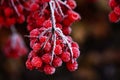 A bunch of frosted mountain ash Royalty Free Stock Photo