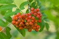 A bunch of fruits of red mountain ash. Rowan berries, Mountain ash (Sorbus) tree with ripe berry Royalty Free Stock Photo