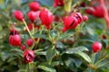 Bunch of Fuchsia decorative flowering plant branches with multiple closed pink flower buds surrounded with green leaves