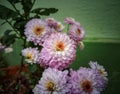 Bunch of full bloom hardy chrysanthemums flower plant