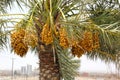 Bunch full of Ripening dates on the Date Palm in DUBAI STREET,UAE on 26 JUNE 2017 Royalty Free Stock Photo