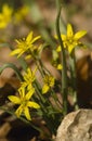 Bunch of Gagea lutea