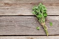 Bunch of garden oregano herb Royalty Free Stock Photo