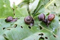 Garden snails on a rhubarb leaf Royalty Free Stock Photo