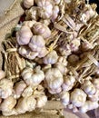 A bunch of garlic in market Royalty Free Stock Photo