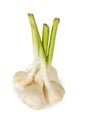 Bunch garlic Royalty Free Stock Photo