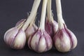 A bunch of garlic on a black background close-up Royalty Free Stock Photo